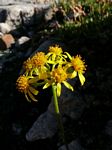 Cdn Rockies Adventure (Aug 2010) - Talus - 042
